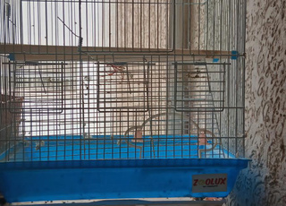 Cage d'oiseaux