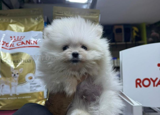 ذكر سبيتز بوميرانيان