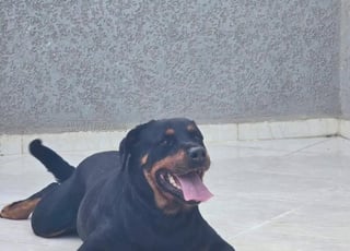 Rottweiler