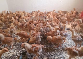 Vente de tous types d'oiseaux et de volailles