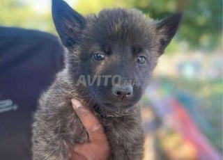 Portées chiots Berger Hollandais Pure race