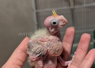 Bébé oiseau calopsitte