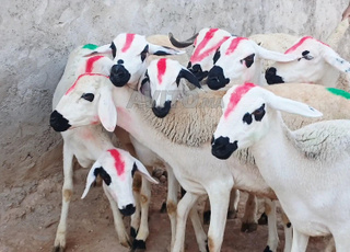 Annuelle Serdie Mliha d'araire