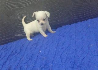 Chihuahua, caniche et bichon