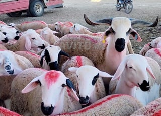 J'ai 30 femelles Sardia pleines