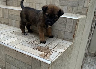 كلب مالينو للبيع