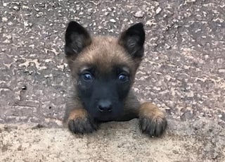Chien malinois