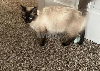 Siamois femelle adulte