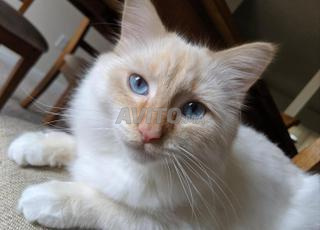 Siamois de 6mois avec carnet