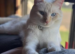 Siamois jaune adulte