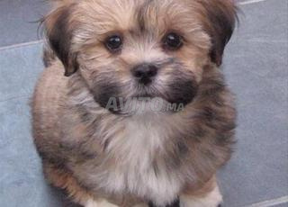 bichons havanais 2mois