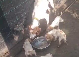 جرو للبيع بوينتر انجليزي