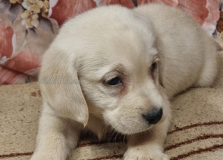 لابرادور أنثى