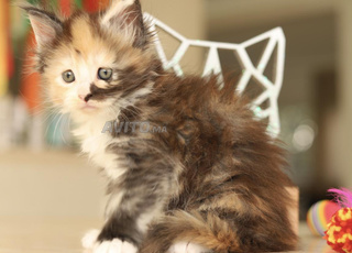 Chaton Maine coons pedigree wcf