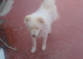 Femelle chawchaw x husky 7 moi