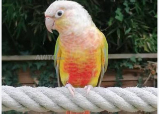 Perroquet Molina dressé