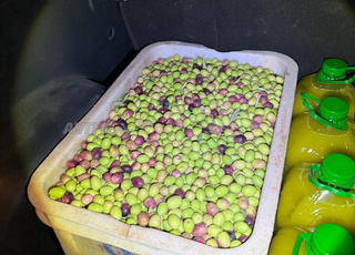 زيت زيتون بكر ممتاز - إنتاج عائلي