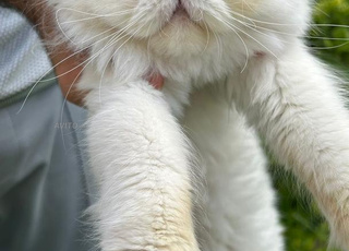 Femelle persan âge 2ans vaccinée