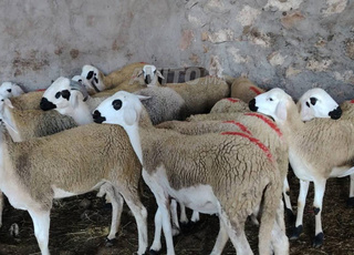 Il y a 30 agnelles Sardi nuisibles