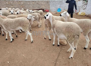 Kina 30 hawlia sardia mliha