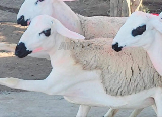 Annuelle Sardiyeh Mliha Darra