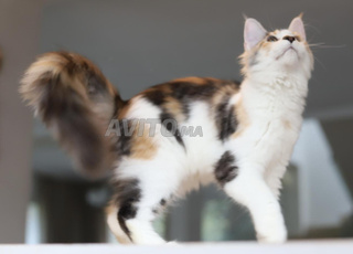 Chaton Maine coons pedigree wcf