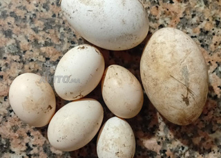 Oeufs bio canard et poulet fermier