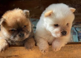 Chowchow chiot