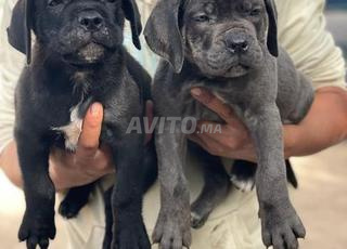 كلب Cane Corso