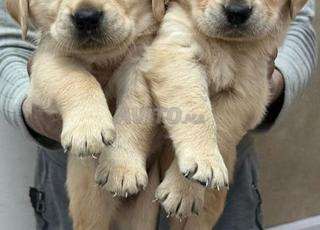 جولدن ريتريفر جرو