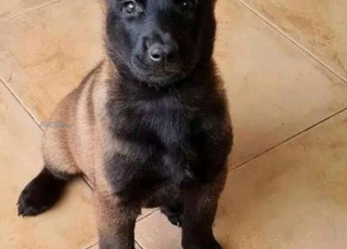malinois chiot