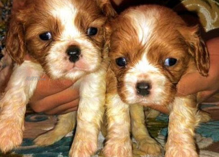 cavalier king charle chiot