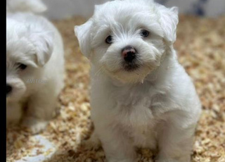 Bichon maltais chiot