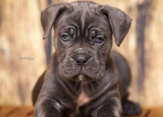 Cane Corso chiot