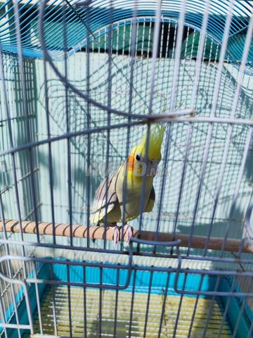 كالوبسيت وقفص