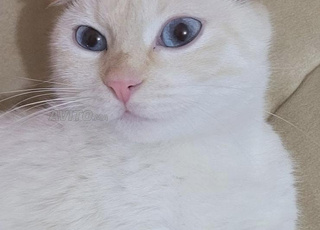 Scottish Fold Femelle