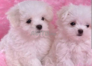 bichon maltais