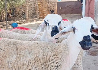 حولية صردية مليحة ضارة