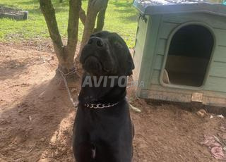 Pointador (lab-pointer)