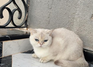 cherche saillie pour ma femelle scottish.