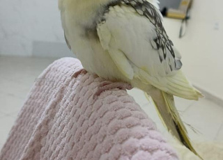 Calopsitte avec sa cage 3 agences