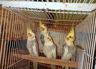 4 Superbes Calopsittes apprivoisées avec tous