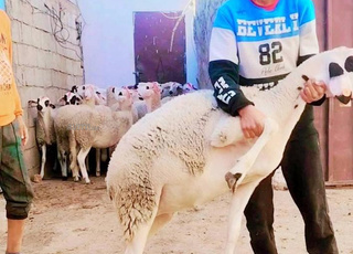 Il y a 30 agnelles Sardes de bonne qualité à un prix raisonnable