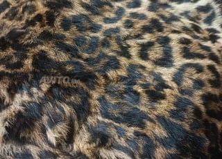 جلد نمر أصيل