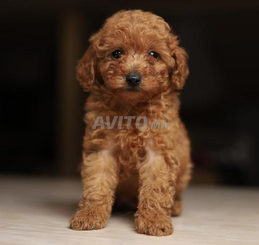 Chiot poodle miniature et toy pedigree