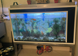 Aquarium à poissons