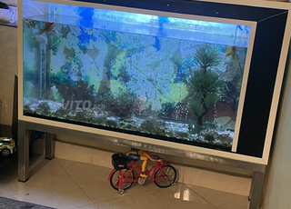 Aquarium à poissons