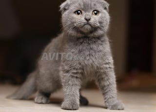 Chatons Scottish shorthair et longhair