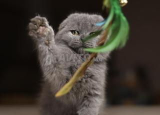 قطط صغيرة سكوتش قصيرة وطويلة الشعر