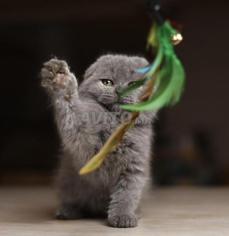 قطط صغيرة سكوتش قصيرة وطويلة الشعر